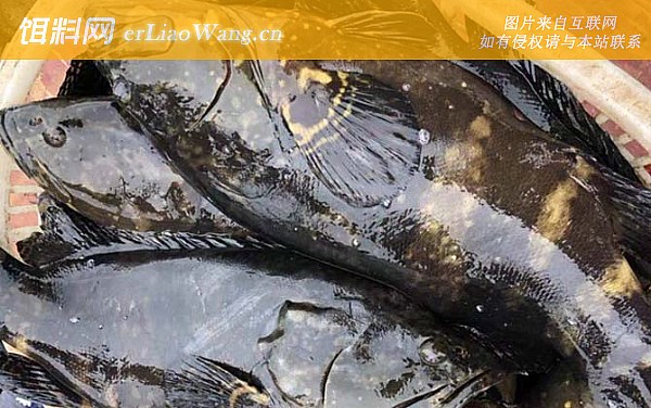 龙胆石斑鱼:分布范围