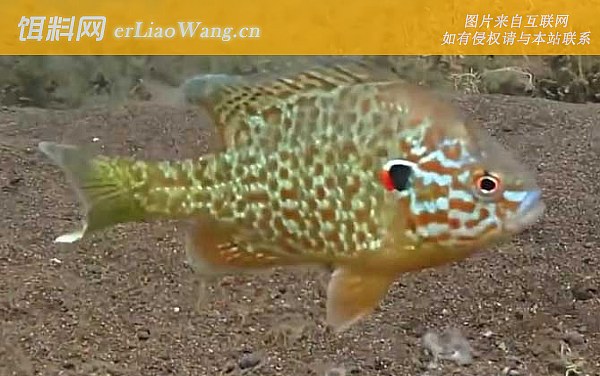 太阳鱼:鱼种论述