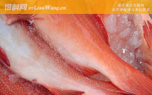 东星斑:食用价值