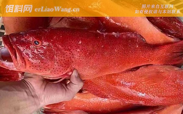 东星斑:生活习性