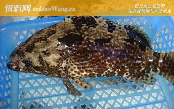 老虎斑:鱼种论述