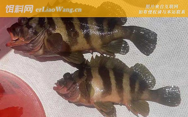 老虎斑:毒性论述