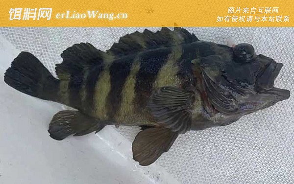 老虎斑:食用价值