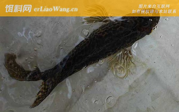 淡水石斑鱼:水质管理