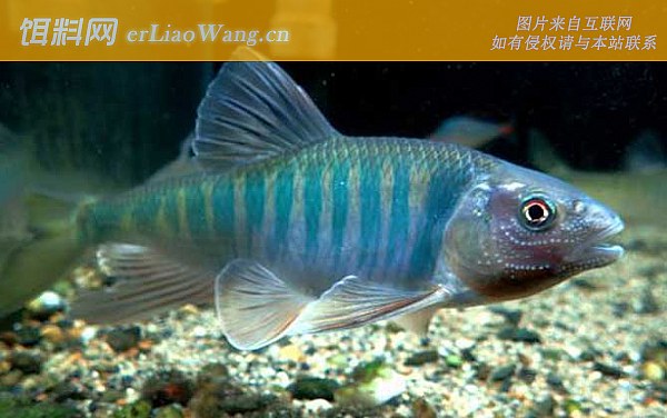 尖鳍鱲:鱼种论述