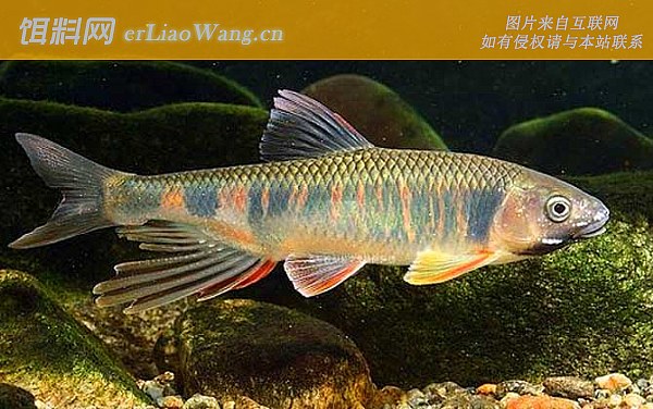 尖鳍鱲:形态特征