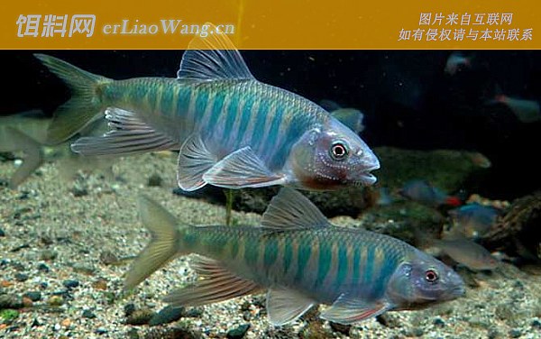 尖鳍鱲:分布范围