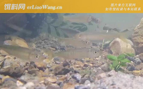 溪哥鱼:同属物种