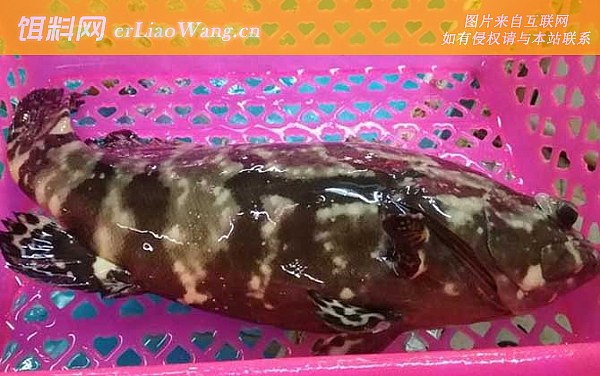 石斑鱼:鱼种定义