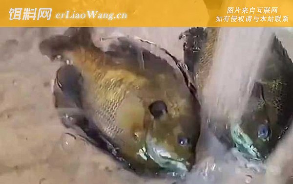 太阳鱼:代表品种