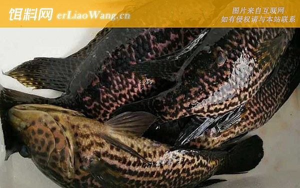 淡水石斑鱼:鱼种论述