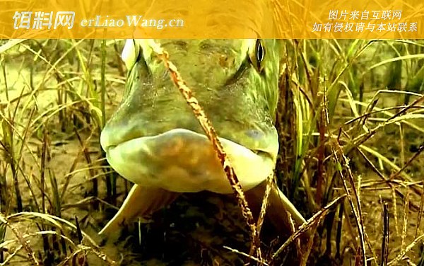 狗鱼:对比论述