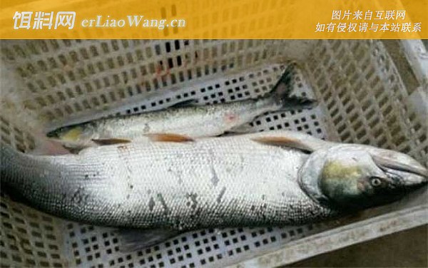 鳡鱼:鱼种定义