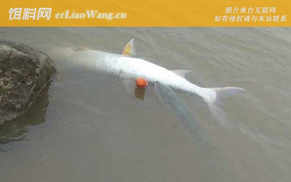 鳡鱼:营养价值