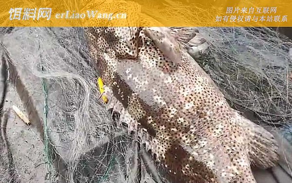 老虎斑:形态特征