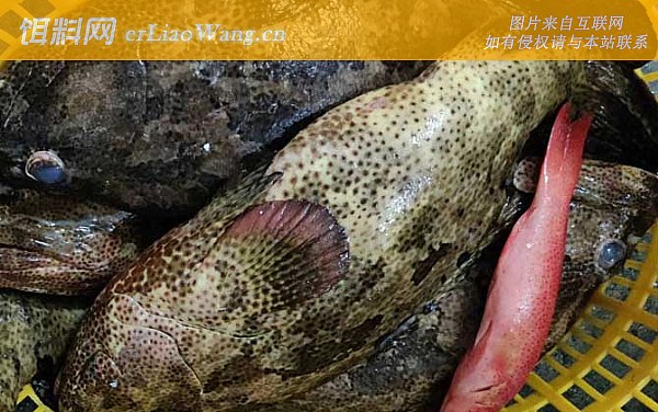 老虎斑:分布范围