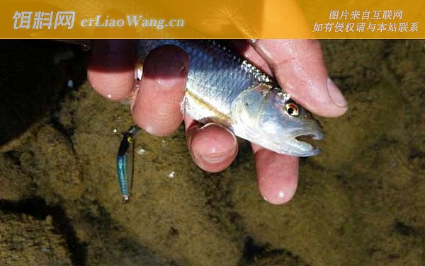 马口鱼:鱼种定义