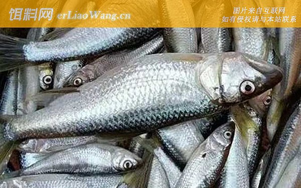 马口鱼:个体论述