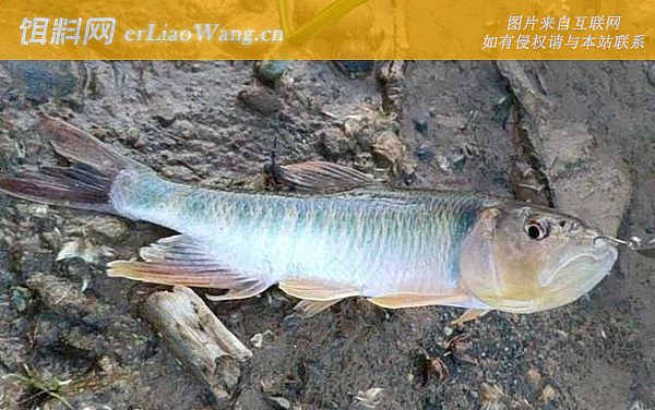 马口鱼:生活习性