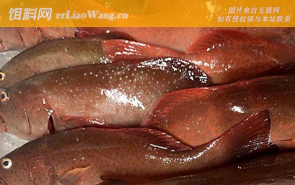 东星斑:食用价值