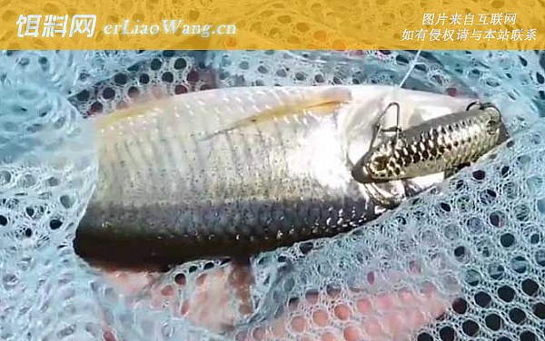 淡水马口鱼:鱼种论述
