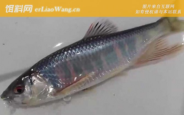 淡水马口鱼:形态特征