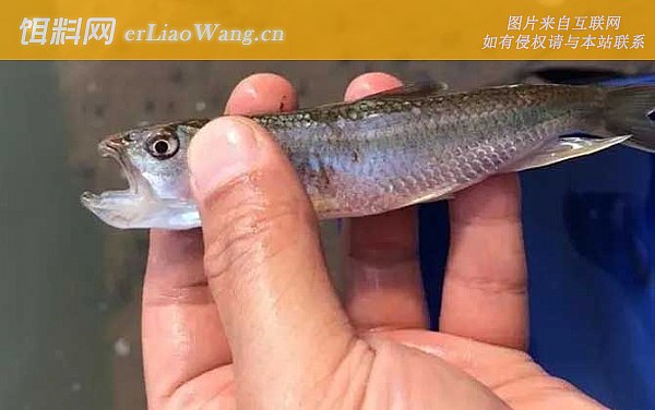 淡水马口鱼:生活习性