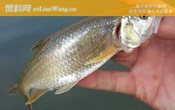 马口鱼:鱼种定义