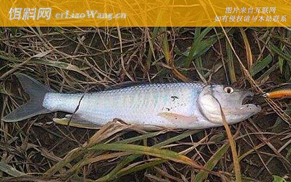 马口鱼:价格论述