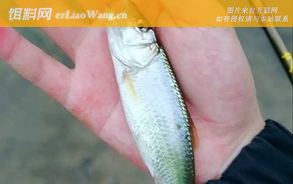 马口鱼:食用价值