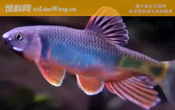 宽鳍鱲:公母鉴别