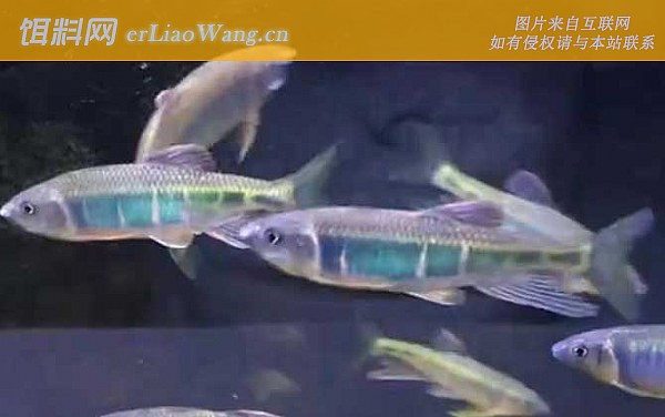 宽鳍鱲:生活习性