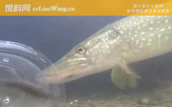 狗鱼:鱼种论述