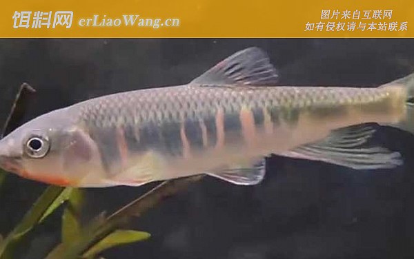 平颌鱲:形态特征