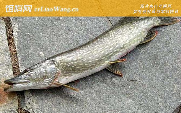 狗鱼:原因论述