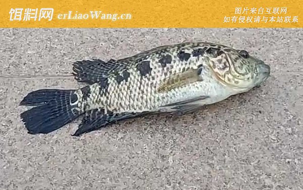 淡水石斑鱼:生活习性