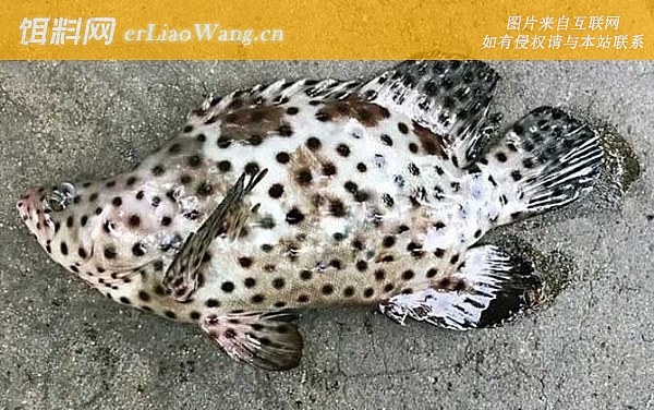 老鼠斑:鱼种论述