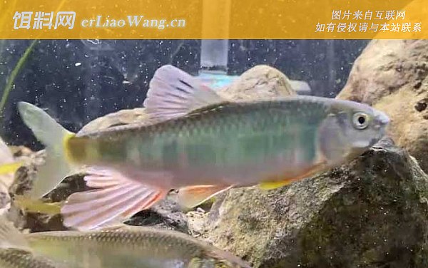 宽鳍鱲:鱼种定义