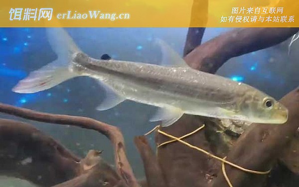 宽鳍鱲:同属物种