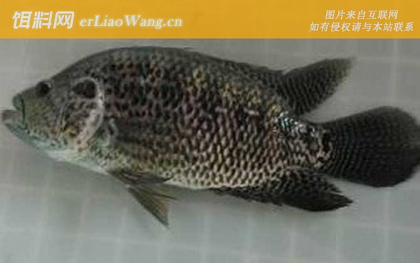 淡水石斑鱼:鱼种论述
