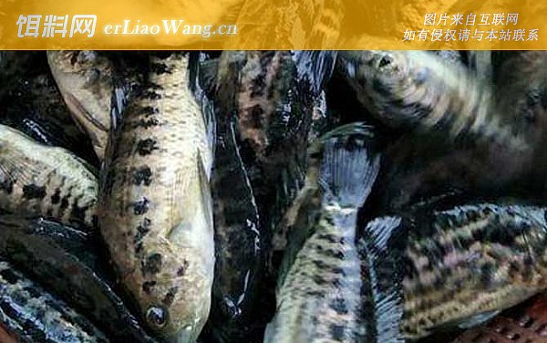 淡水石斑鱼:生活习性