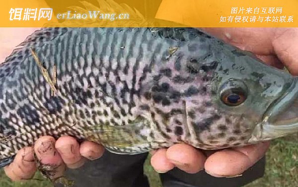 罗非鱼:科属不同