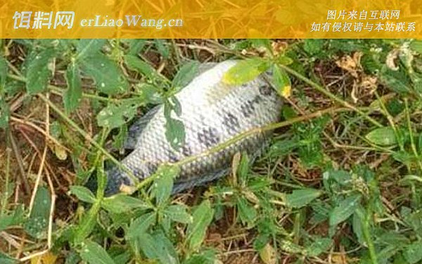 罗非鱼:产地分布