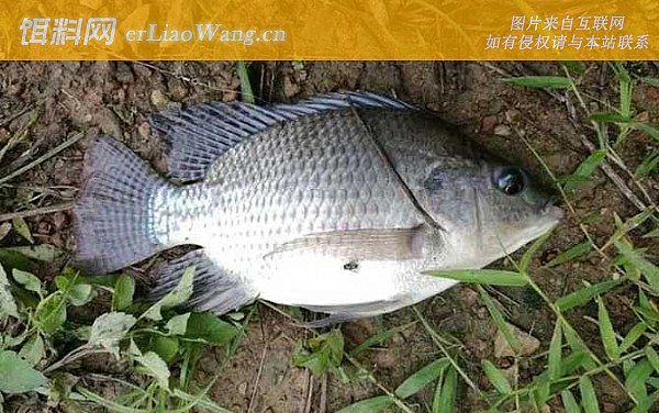 罗非鱼:生活习性