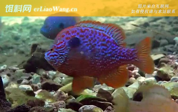 太阳鱼:鱼种定义