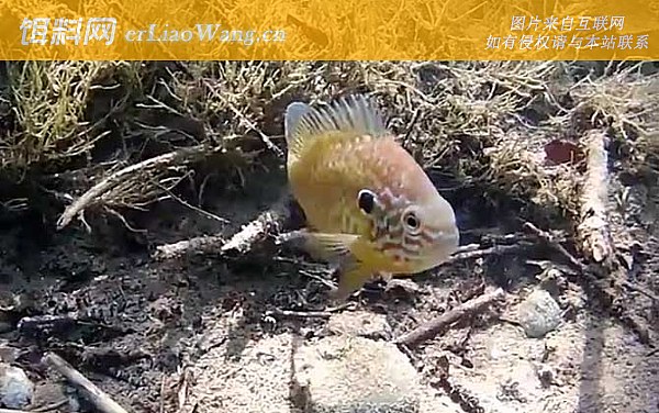 太阳鱼:温度论述