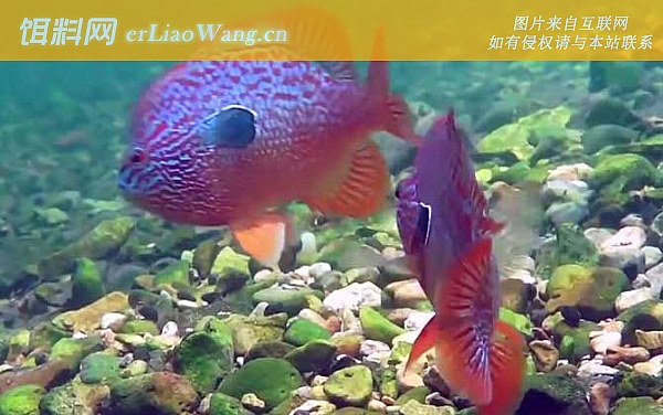 太阳鱼:代表品种