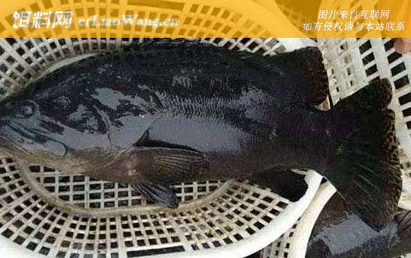 石斑鱼:价格论述