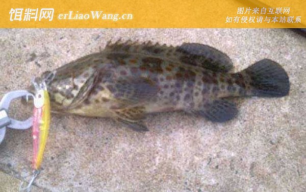 石斑鱼:鱼种定义