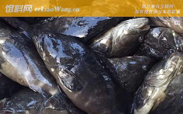 石斑鱼:营养价值